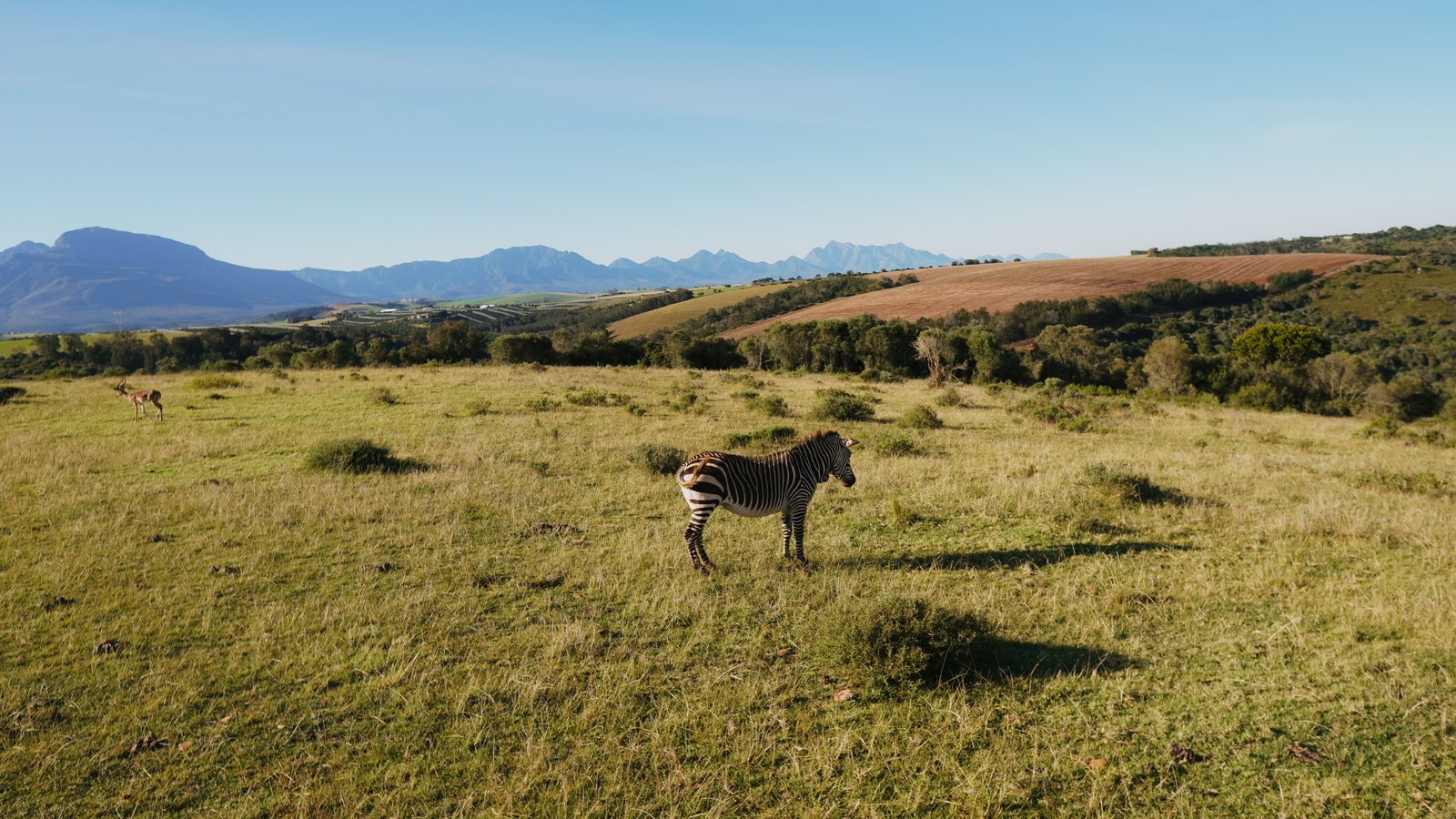 A zebra grazing in a South African grassland